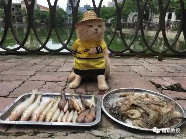 柴犬忽然邪魅一笑，主人找到原因又笑又哭