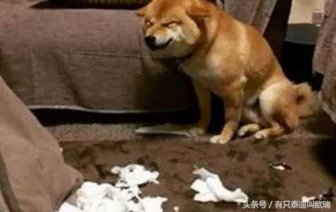 柴犬忽然邪魅一笑，主人找到原因又笑又哭