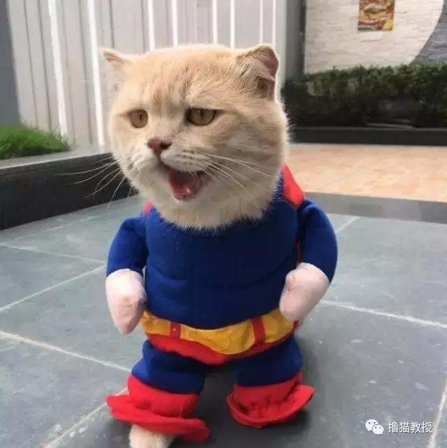 柴犬忽然邪魅一笑，主人找到原因又笑又哭