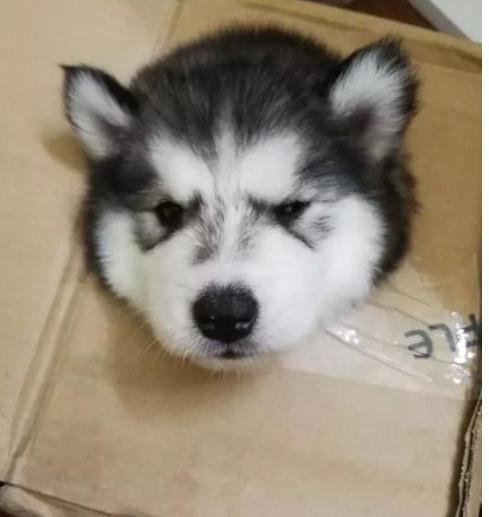 大貓貓遇上小baby，態度超可愛，表情很無耐