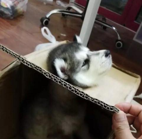 大貓貓遇上小baby，態度超可愛，表情很無耐
