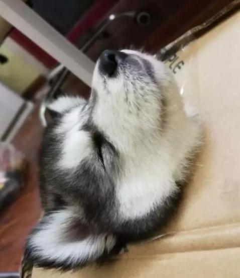 大貓貓遇上小baby，態度超可愛，表情很無耐