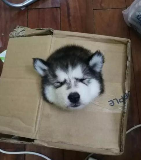 大貓貓遇上小baby，態度超可愛，表情很無耐