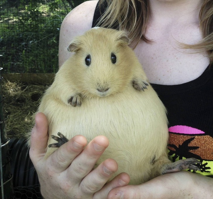 一次就要懷個10幾胞胎…　24張照片看見「動物界孕媽」的偉大 - 寵物星人的秘密基地