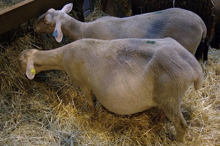 一次就要懷個10幾胞胎…　24張照片看見「動物界孕媽」的偉大 - 寵物星人的秘密基地