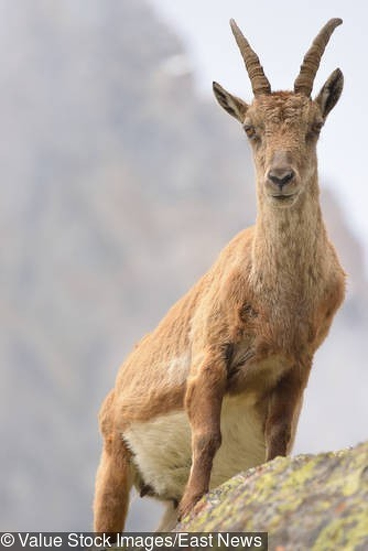 一次就要懷個10幾胞胎…　24張照片看見「動物界孕媽」的偉大 - 寵物星人的秘密基地