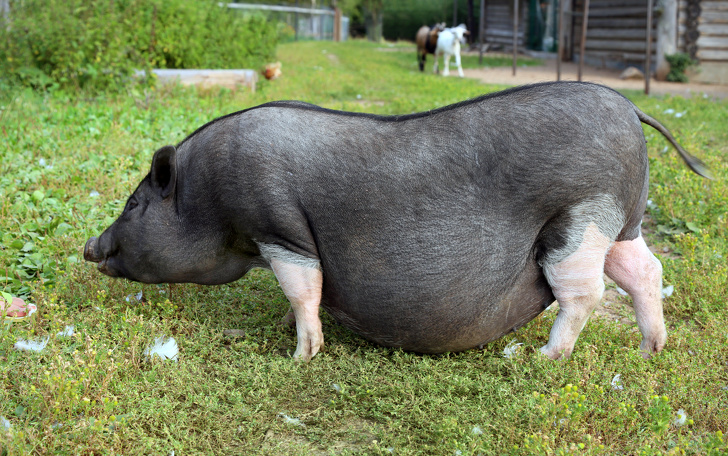一次就要懷個10幾胞胎…　24張照片看見「動物界孕媽」的偉大 - 寵物星人的秘密基地