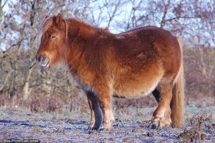一次就要懷個10幾胞胎…　24張照片看見「動物界孕媽」的偉大 - 寵物星人的秘密基地