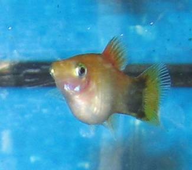 一次就要懷個10幾胞胎…　24張照片看見「動物界孕媽」的偉大 - 寵物星人的秘密基地