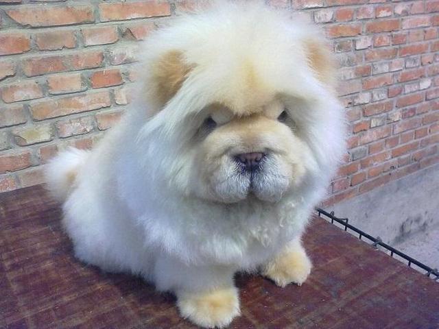 壽命最長的六種狗，神犬毫無疑問霸氣坐穩第一