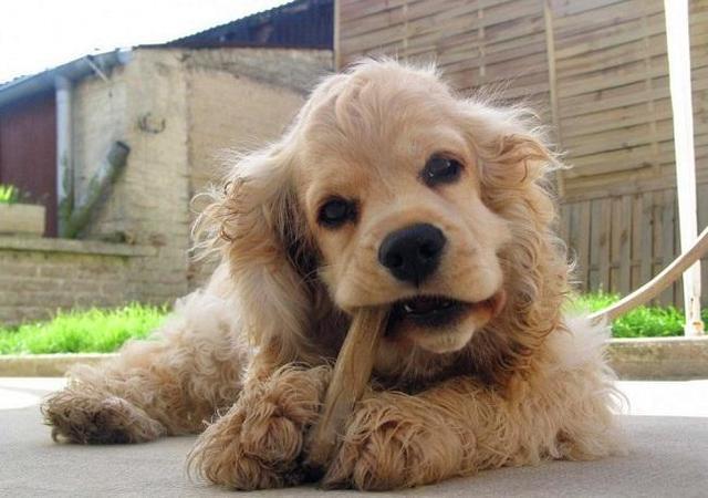 壽命最長的六種狗，神犬毫無疑問霸氣坐穩第一