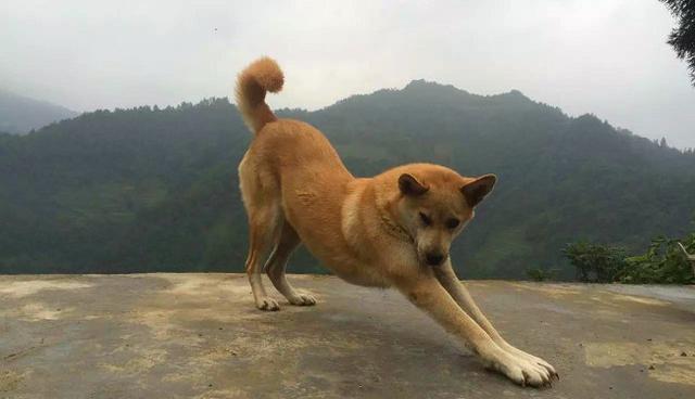 壽命最長的六種狗，神犬毫無疑問霸氣坐穩第一