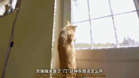 貓咪的這12個野蠻行為，越嚴重就代表愛你愛得越深沉