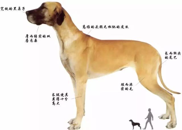 膽子超級小、還喜歡當保姆，如此溫柔的大丹犬卻因身高被禁養