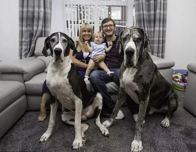 膽子超級小、還喜歡當保姆，如此溫柔的大丹犬卻因身高被禁養