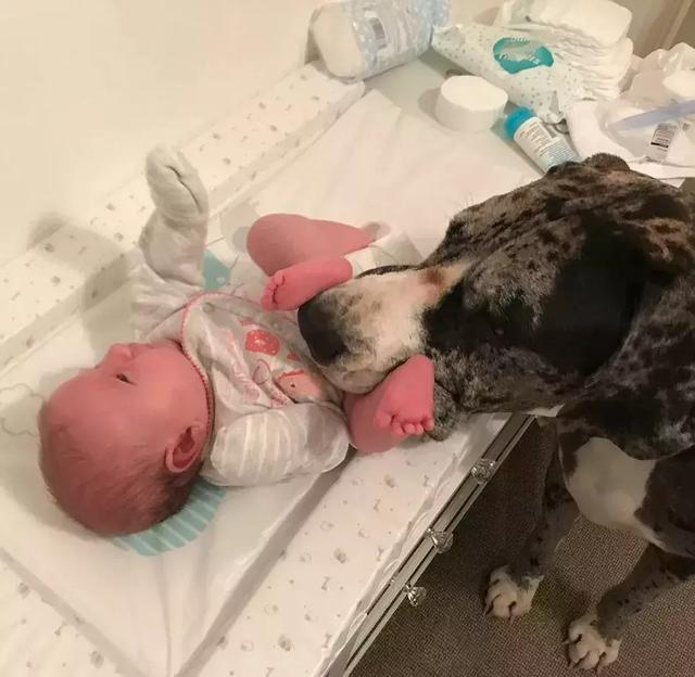 膽子超級小、還喜歡當保姆，如此溫柔的大丹犬卻因身高被禁養