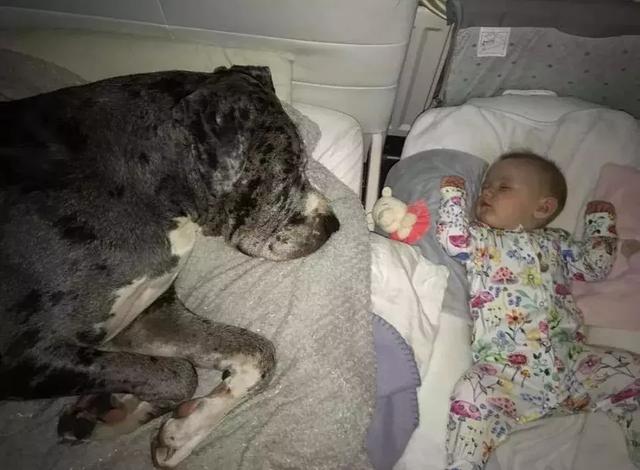 膽子超級小、還喜歡當保姆，如此溫柔的大丹犬卻因身高被禁養