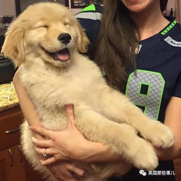 金毛寶寶就是小天使本使！