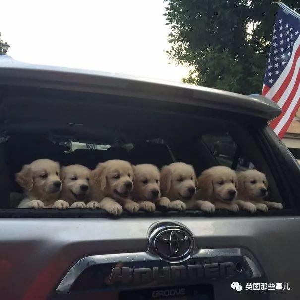 金毛寶寶就是小天使本使！