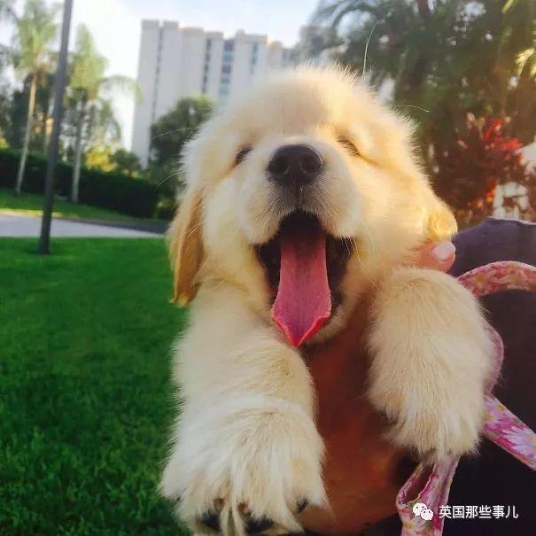 金毛寶寶就是小天使本使！