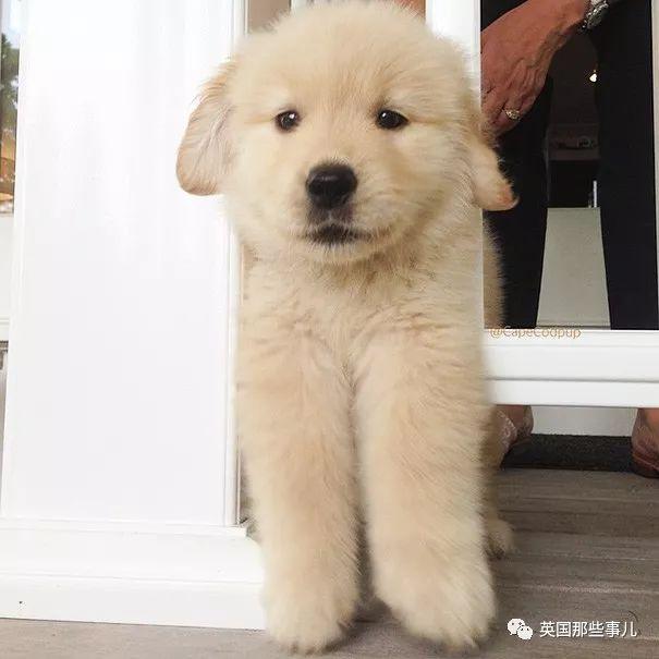 金毛寶寶就是小天使本使！