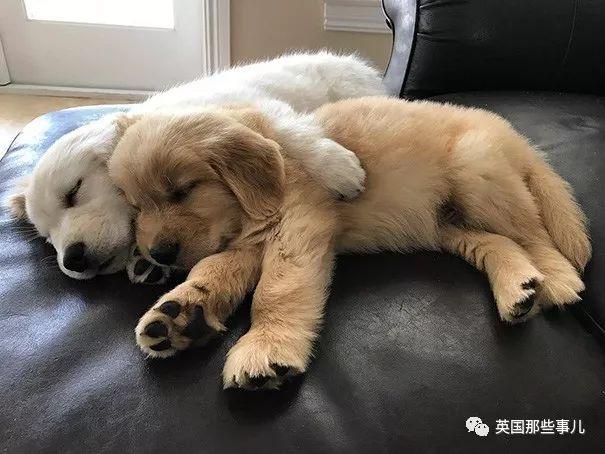 金毛寶寶就是小天使本使！
