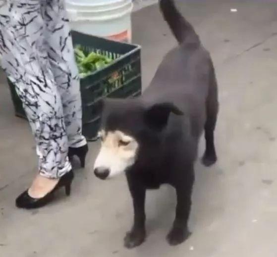 這狗子長得也太隨心所欲了吧，有些簡直是突破想像的天際