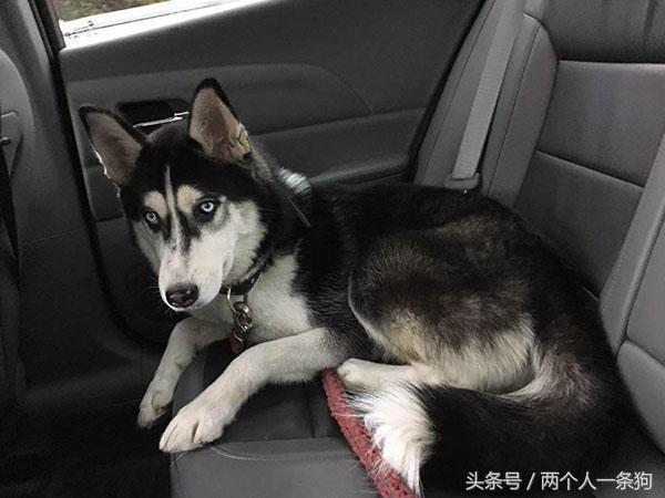 開車門看到哈士奇「乖巧坐后座」　他下秒回神：我根本沒養狗啊！