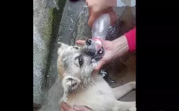 主人必學急救方法，關鍵時刻救狗一命