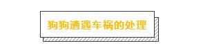 主人必學急救方法，關鍵時刻救狗一命