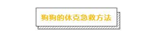 主人必學急救方法，關鍵時刻救狗一命