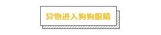 主人必學急救方法，關鍵時刻救狗一命