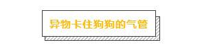 主人必學急救方法，關鍵時刻救狗一命