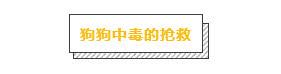 主人必學急救方法，關鍵時刻救狗一命