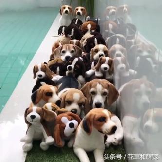 主人回家到處找不到狗狗，一看陽台外，主人立馬懵逼了