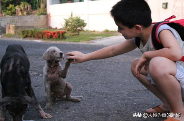 不以善小而不為！9歲少年搭建避難所拯救流浪狗，他的愛心很單純