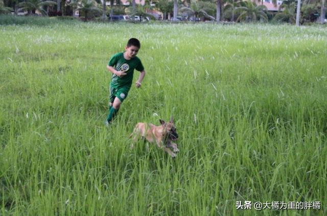 不以善小而不為！9歲少年搭建避難所拯救流浪狗，他的愛心很單純