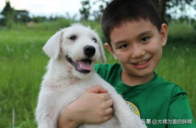 不以善小而不為！9歲少年搭建避難所拯救流浪狗，他的愛心很單純