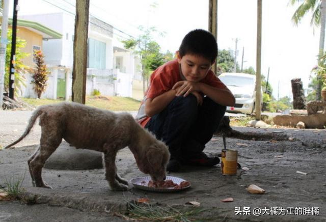 不以善小而不為！9歲少年搭建避難所拯救流浪狗，他的愛心很單純