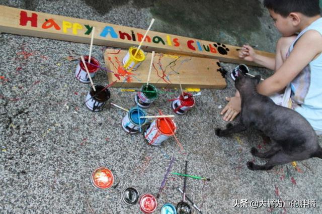 不以善小而不為！9歲少年搭建避難所拯救流浪狗，他的愛心很單純