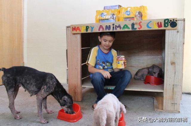 不以善小而不為！9歲少年搭建避難所拯救流浪狗，他的愛心很單純