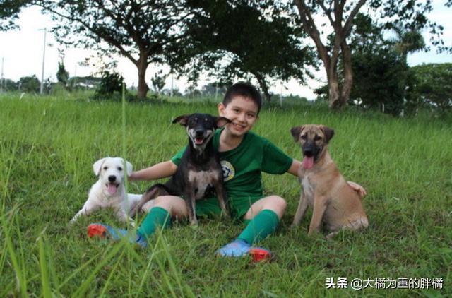 不以善小而不為！9歲少年搭建避難所拯救流浪狗，他的愛心很單純