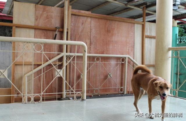 不以善小而不為！9歲少年搭建避難所拯救流浪狗，他的愛心很單純