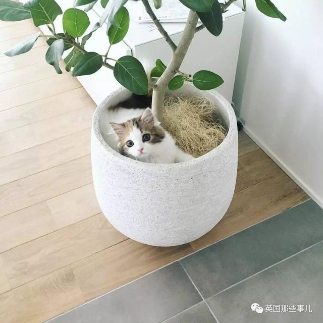 一對眼睛超級大大大的喵兄妹，哥哥高冷妹妹軟萌，簡直太可愛了啊啊啊