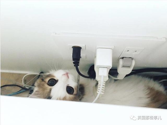 一對眼睛超級大大大的喵兄妹，哥哥高冷妹妹軟萌，簡直太可愛了啊啊啊