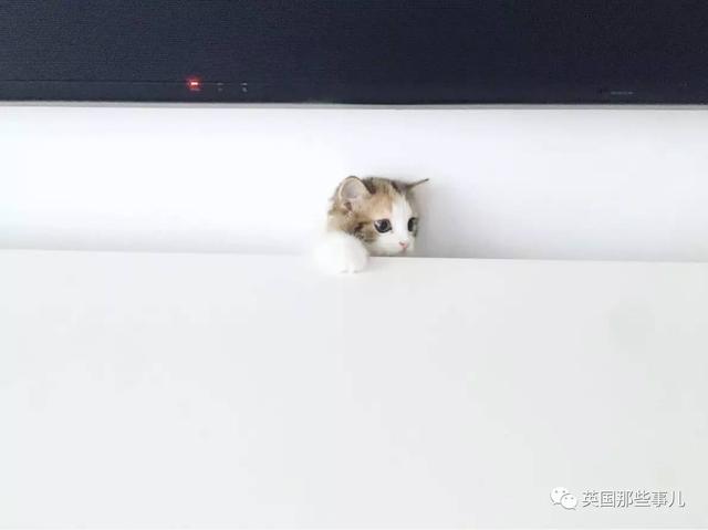一對眼睛超級大大大的喵兄妹，哥哥高冷妹妹軟萌，簡直太可愛了啊啊啊