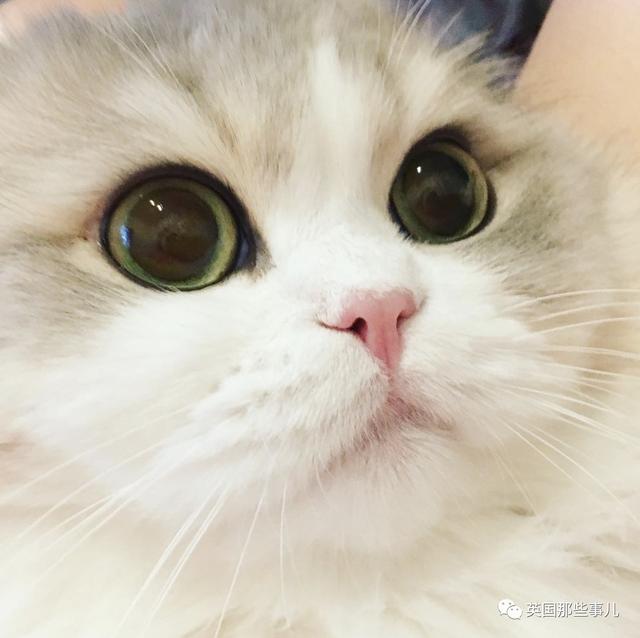 一對眼睛超級大大大的喵兄妹，哥哥高冷妹妹軟萌，簡直太可愛了啊啊啊