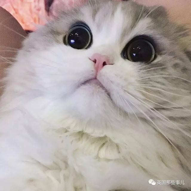 一對眼睛超級大大大的喵兄妹，哥哥高冷妹妹軟萌，簡直太可愛了啊啊啊