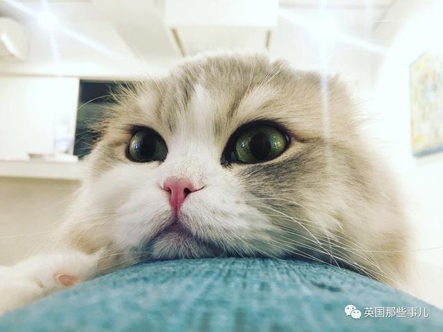 一對眼睛超級大大大的喵兄妹，哥哥高冷妹妹軟萌，簡直太可愛了啊啊啊