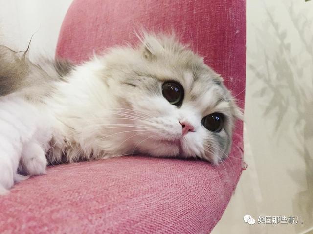 一對眼睛超級大大大的喵兄妹，哥哥高冷妹妹軟萌，簡直太可愛了啊啊啊
